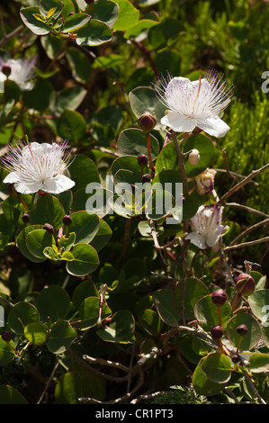 Cappero fiori e boccioli sulla boccola Foto Stock