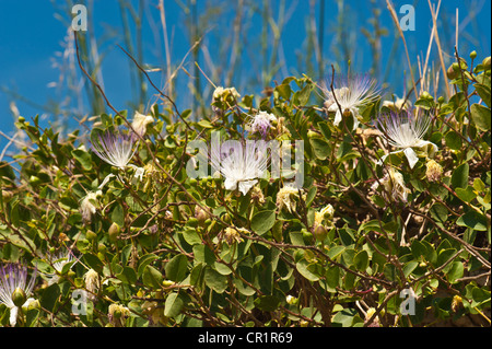 Cappero Bush Foto Stock