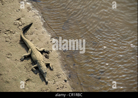 Coccodrillo americano (Crocodylus acutus), Tarcoles, Parque Nacional Carara National Park, Costa Rica, America Centrale Foto Stock