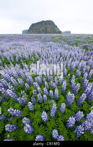 Paesaggio con Nootka di lupini dolci (Lupinus nootkatensis), Islanda, Europa Foto Stock