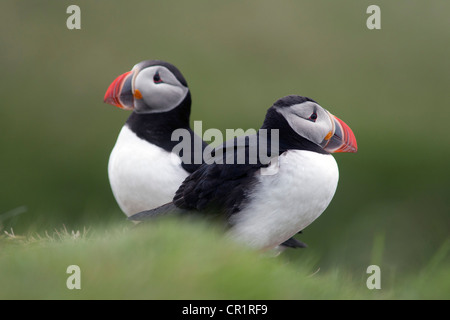 Due i puffini (Fratercula arctica), isola Papey, Islanda, Europa Foto Stock