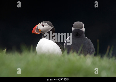 Due i puffini (Fratercula arctica), isola Papey, Islanda, Europa Foto Stock