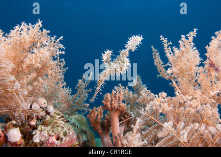 Arlecchino pipefish fantasma (Solenostomus paradoxus), Leyte, Filippine, Oceano Pacifico, Sud-est asiatico Foto Stock