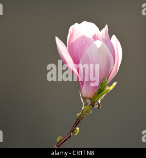 Fiore del Tulip Magnolia (Magnolia soulangeana x), cultivar amabilis Foto Stock