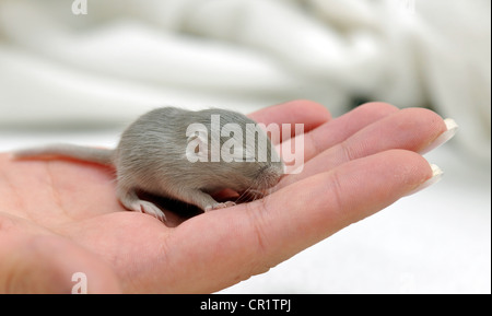 Jird mongola o gerbillo (Meriones unguiculatus), giovani, 2 settimane svoltasi a portata di mano Foto Stock