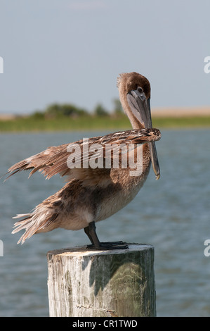 Brown Pelican Pelecanus occidentalis sul fiume Apalachicola northwest Florida USA Foto Stock