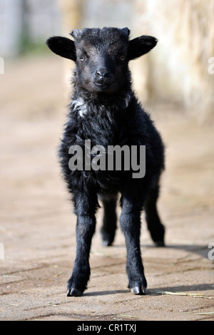 Nero pecore Skudde (Ovis ammon f. Aries), capretti Foto Stock