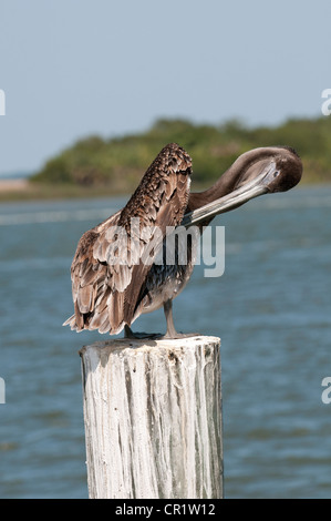 Brown Pelican Pelecanus occidentalis sul fiume Apalachicola northwest Florida USA Foto Stock