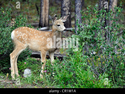 Mule Deer (Odocoileus hemionus), fulvo, Jasper National Park, CCanadian Rockies, Alberta, Canada Foto Stock