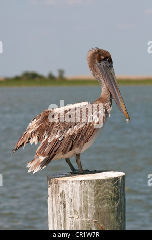 Brown Pelican Pelecanus occidentalis sul fiume Apalachicola northwest Florida USA Foto Stock