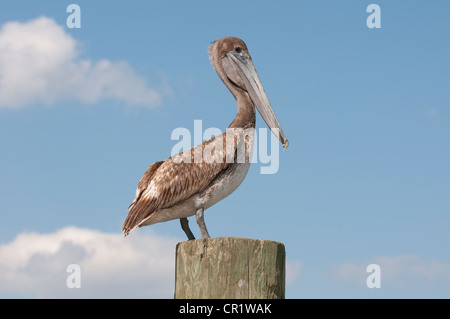 Brown Pelican Pelecanus occidentalis sul fiume Apalachicola northwest Florida USA Foto Stock