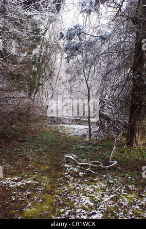 Luce neve si assesta su alberi e terra nei boschi in primavera. Foto Stock