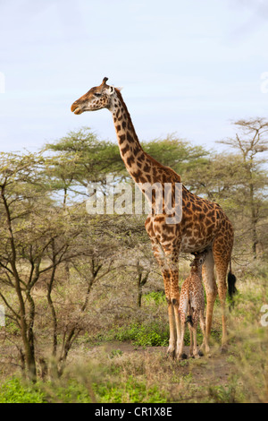 La giraffa madre alimentando il suo neonato Foto Stock