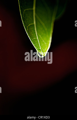 Close up di goccioline di acqua sulla lamina Foto Stock