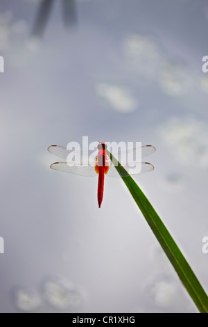 Close up di libellula sulla levetta Foto Stock