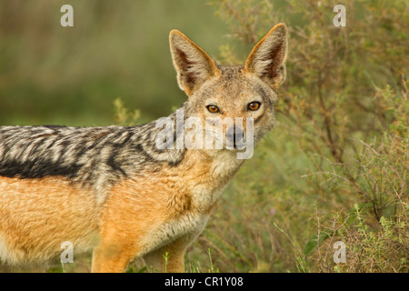 Argento-backed Jackal ritratto Foto Stock