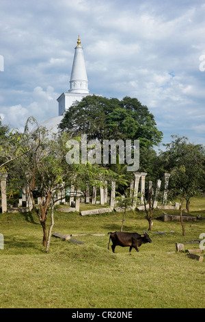 Ruvanvelisaya Dagoba e rovine di Anuradhapura, Sri Lanka Foto Stock