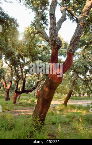 Spogliato alberi da sughero nella foresta di rurale Foto Stock