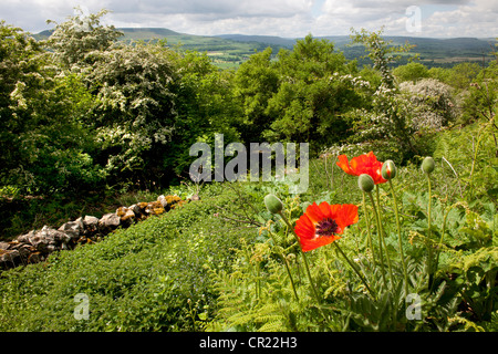 Giornata di sole nel Yorkshire Dales Foto Stock