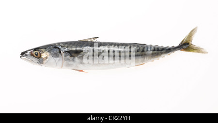 Sgombro pesce tagliato fuori Foto Stock