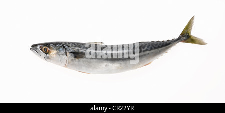 Sgombro pesce tagliato fuori Foto Stock