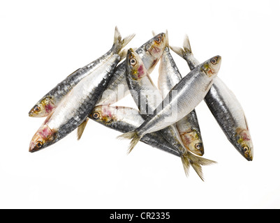 sardine