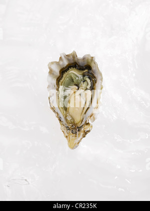 Oyster sul semiguscio Foto Stock