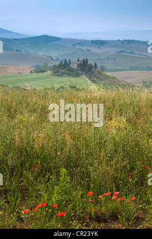 Fiori selvatici che crescono in campo rurale Foto Stock