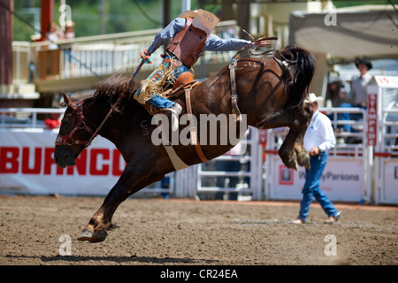 Cowboy a cavallo di un strappi bronco a Calgary Stampede Foto Stock