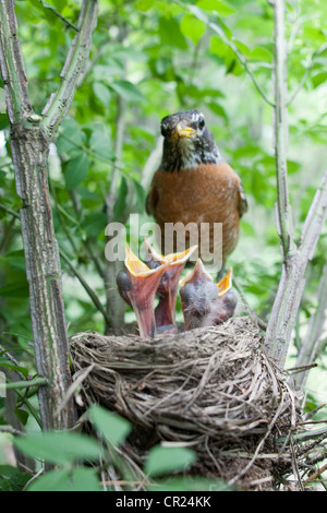 American Robin Bird songbird arroccato al Nest con Fledglings - verticale Foto Stock