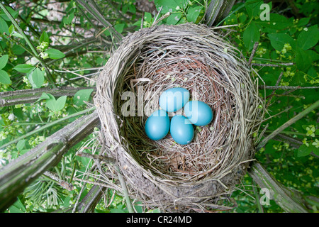 Nido di songbird di Robin americano con quattro uova blu Foto Stock