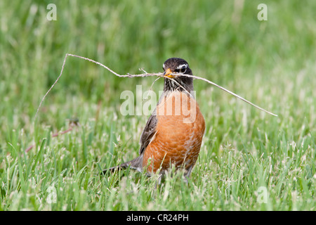 American Robin Bird songbird con materiale nido Foto Stock
