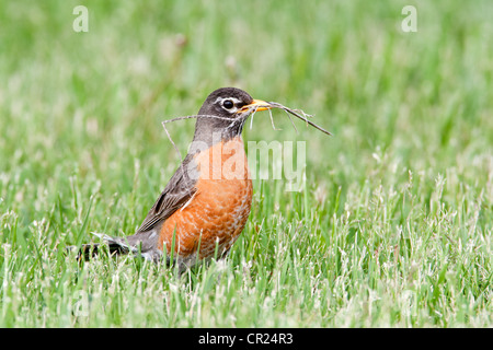 American Robin Bird songbird con materiale nido Foto Stock