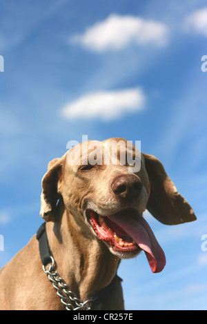 Il vecchio cane weimaraner in un giardino inglese Foto Stock