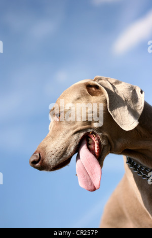 Vecchio Weimaraner cane in un giardino inglese Foto Stock