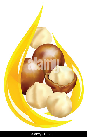 Olio di macadamia. Caduta di stilizzato. Illustrazione Vettoriale su uno sfondo bianco. Foto Stock