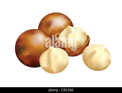 Noci di macadamia. Illustrazione Vettoriale su uno sfondo bianco. Foto Stock