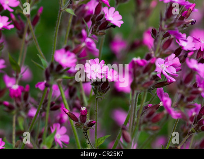 Red campion fiori selvatici nel parco Silene Dioica Foto Stock