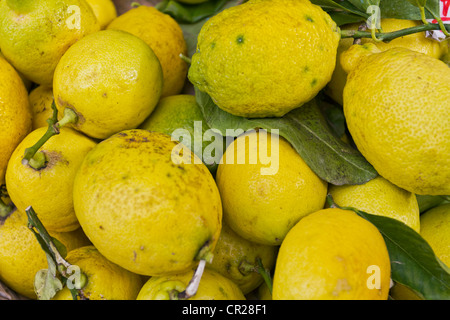 Limone fresco da Ischia Isola del Golfo di Napoli, campania, Italy Foto Stock