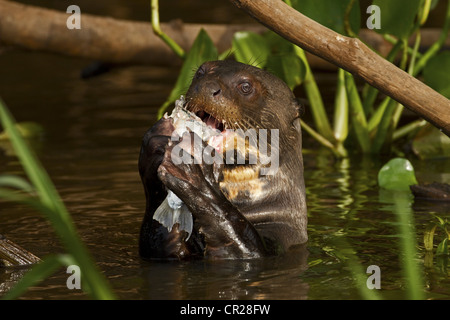 Una lontra gigante alimentare nel Pantanal Foto Stock