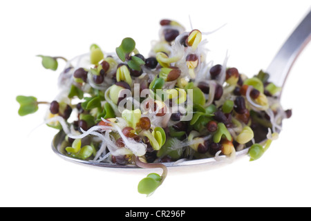 I germogli di Brocoli su un cucchiaio isolati su sfondo bianco Foto Stock