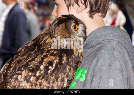 Giovane Azienda Long eared Owl in aiuto di una carità locale contribuendo a raccogliere denaro in Newton Abbot Town Center, Devon, Regno Unito. Foto Stock