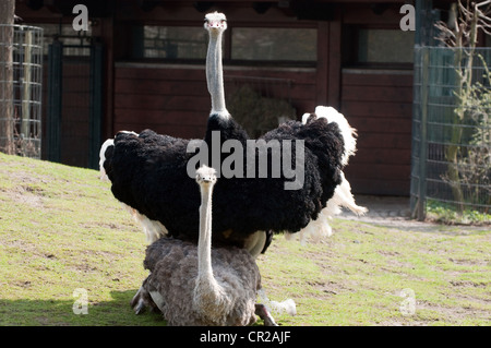 Paio di struzzo africano nel giardino zoologico Foto Stock