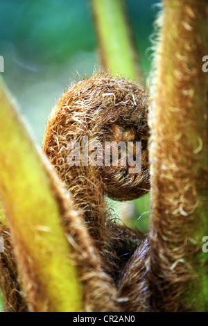 Felce Matteuccia struthiopteris. La felce dipanare close-up su sfondo dim Foto Stock