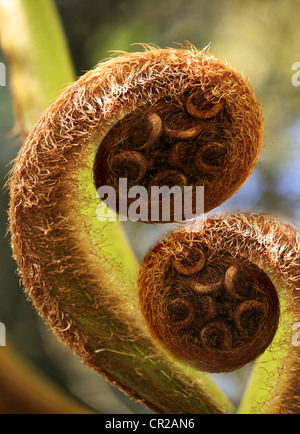 Felce Matteuccia struthiopteris. La felce dipanare close-up su sfondo dim Foto Stock