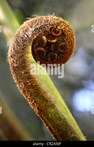 Felce Matteuccia struthiopteris. La felce dipanare close-up su sfondo dim Foto Stock