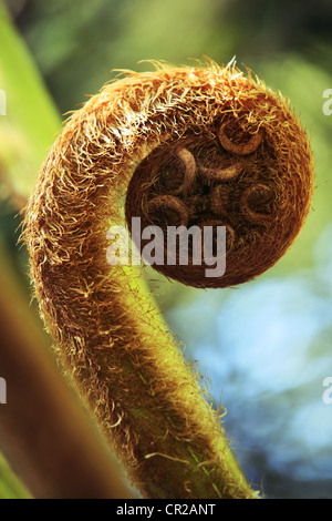 Felce Matteuccia struthiopteris. La felce dipanare close-up su sfondo dim Foto Stock