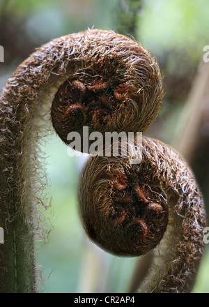 Felce Matteuccia struthiopteris. La felce dipanare close-up su sfondo dim Foto Stock