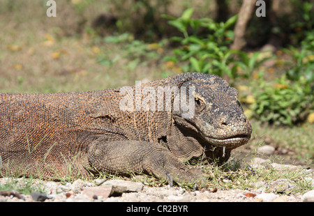 Sbavatura drago di Komodo in Indonesia Foto Stock