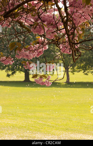 Blossom caduta da alberi, vaganti, Harrogate Foto Stock